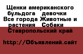 Щенки американского бульдога ( девочки) - Все города Животные и растения » Собаки   . Ставропольский край